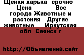 Щенки харька! срочно. › Цена ­ 5 000 - Все города Животные и растения » Другие животные   . Иркутская обл.,Саянск г.